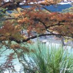 Frio River and trees